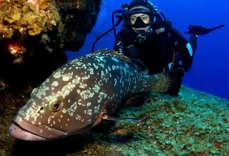 Bautismo de buceo Bautismo de buceo en el océano de La Palma
